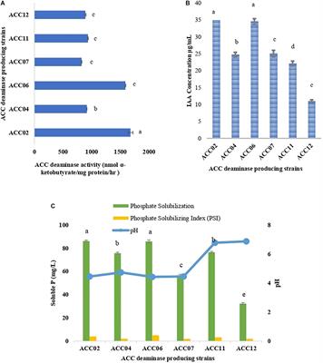 ACC Deaminase Producing Bacteria With Multifarious Plant Growth Promoting Traits Alleviates Salinity Stress in French Bean (Phaseolus vulgaris) Plants